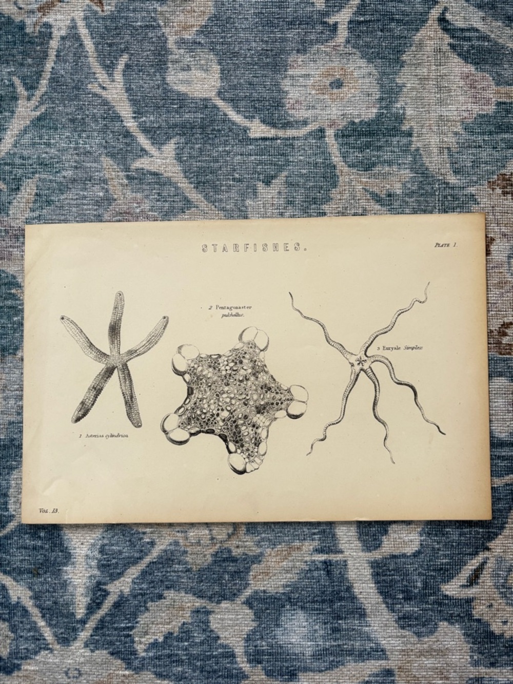 Vintage Starfishes Scientific Wall Art Print - Beige and Black